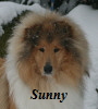 Hunde08012017-Sunny056Kopf100
