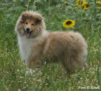 Nash24.07.2017 077a350