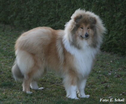 Nash25122017 047zea350