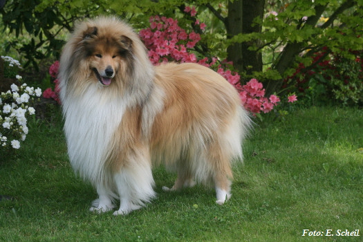 Hunde19052019 075eH350