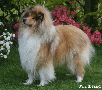 Hunde19052019 084aH350