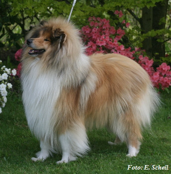 Hunde19052019 088a350_InPixio