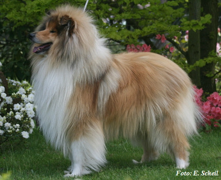 Hunde19052019 091aH350