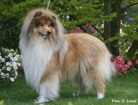 Hunde19052019 092aH350