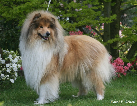 Hunde19052019 093aH350