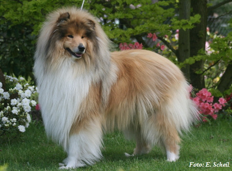 Hunde19052019 094aH350