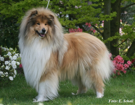 Hunde19052019 095aH350