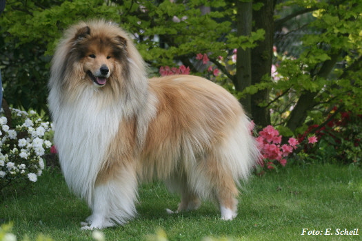 Hunde19052019 096eH350