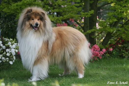 Hunde19052019 097eH350