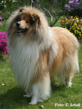 Hunde19052019 105aH350