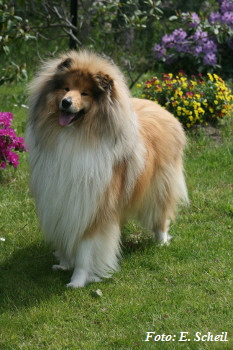 Hunde19052019 109eH350