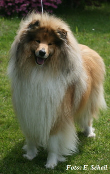 Hunde19052019 114aH350