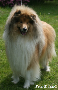 Hunde19052019 115aH350