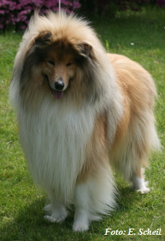 Hunde19052019 120aH350