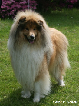 Hunde19052019 124aH350